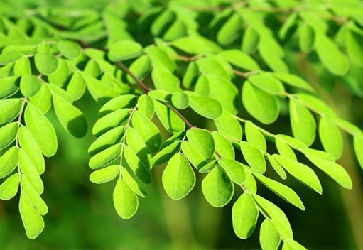 leaves from the moringa tree