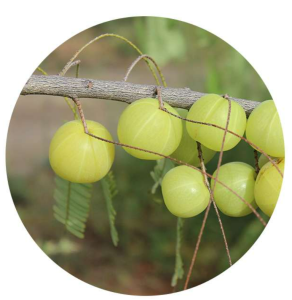 Amla powder Grenera2